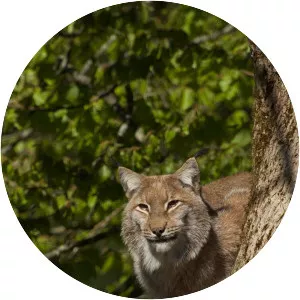 Wildest Europe - TV program