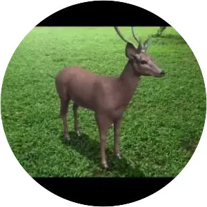 Wildlife AR - Video game