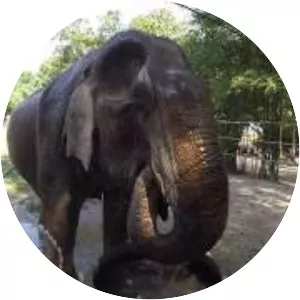 Wildlife Friends Foundation Thailand (WFFT) photograph