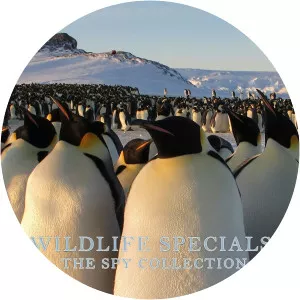 Wildlife Specials: The Spy CollectionSince 2013 - TV program