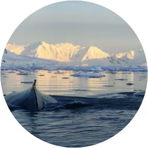 Wilhelmina Bay - Bay in the Antarctic