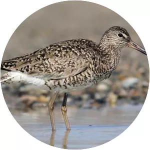 Willet - Birds