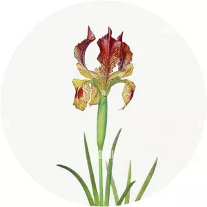 William Rickatson Dykes