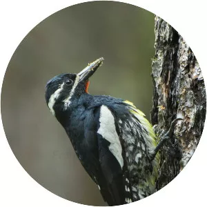 Williamson's sapsucker - Bird