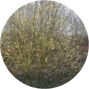 Willow family - Plants