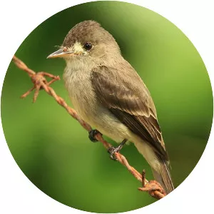 Willow flycatcher