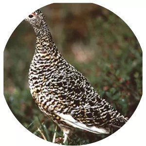Willow ptarmigan
