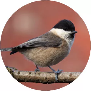 Willow tit