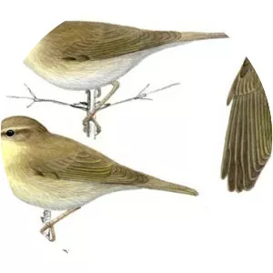 Willow warbler - Bird