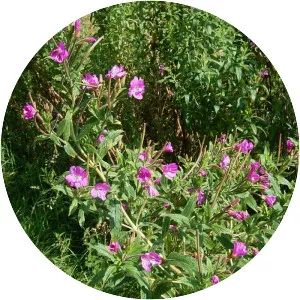 Willowherbs