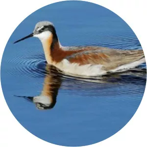 Wilson's phalarope - Bird