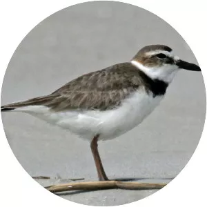 Wilson's plover