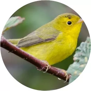 Wilson's warbler