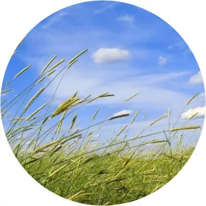 Wind Sounds - Musical artist
