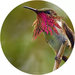 Wine-throated hummingbird