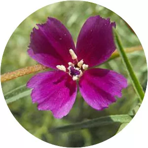 Winecup clarkia