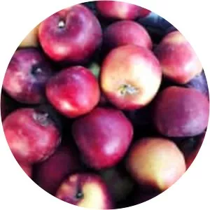Winesap