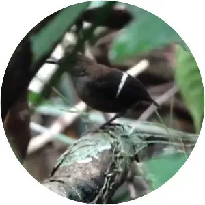 Wing-banded wren
