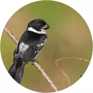 Wing-barred seedeater