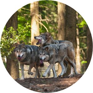 wingst zoo wingster wald