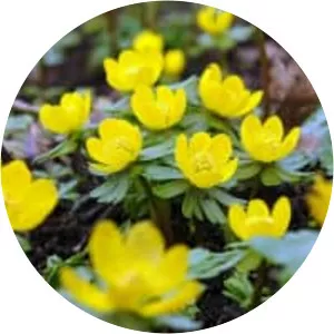 Winter Aconite - Plants