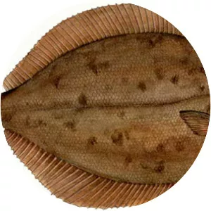 Winter flounder