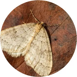 Winter moth