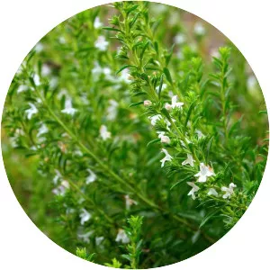 Winter savory - Plants