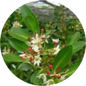 Winteraceae - Plants