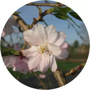 Winterflowering cherry