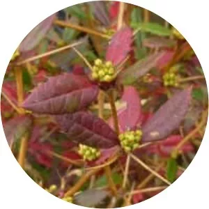 Wintergreen barberry - Plants