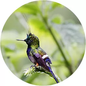 Wire-crested thorntail
