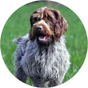 Wirehaired Pointing Griffon