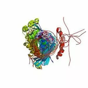 Wiskott–Aldrich syndrome protein - 