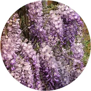 Wisteria formosa