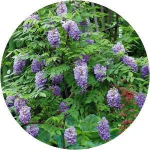 Wisteria frutescens
