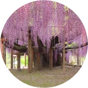 Wisteria