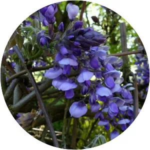Wisteria venusta - 