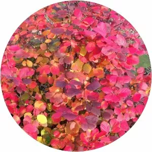 Witch-alder - Plants