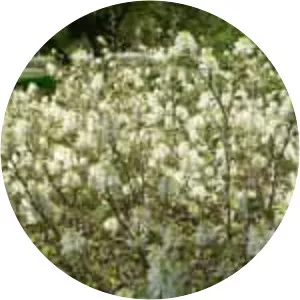 Witch-hazels - Plants