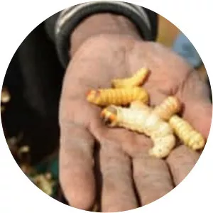 Witchetty grub - Food