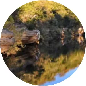 Withrow Springs - Spring in Arkansas