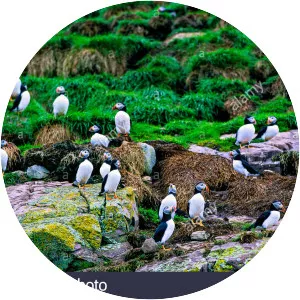 Witless Bay Ecological Reserve - 