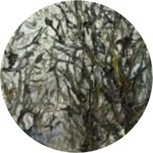 Włodzimierz Zakrzewski