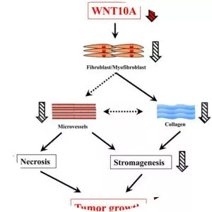 WNT10A