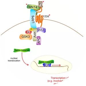 WNT4