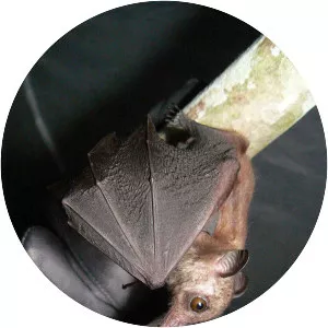 Woermann's bat