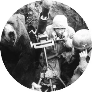 Wojtek - Syrian brown bear