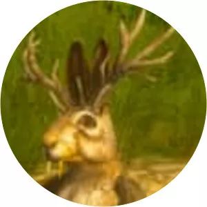Wolpertinger - 