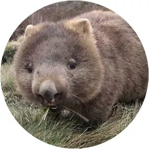 Wombat